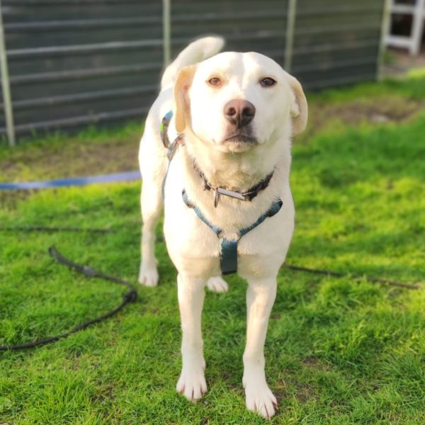 Schüchtern sanfte Kiri