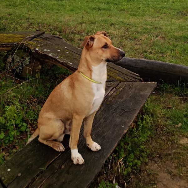 Energiebündel Lennox