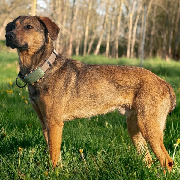 Junghund Carlo