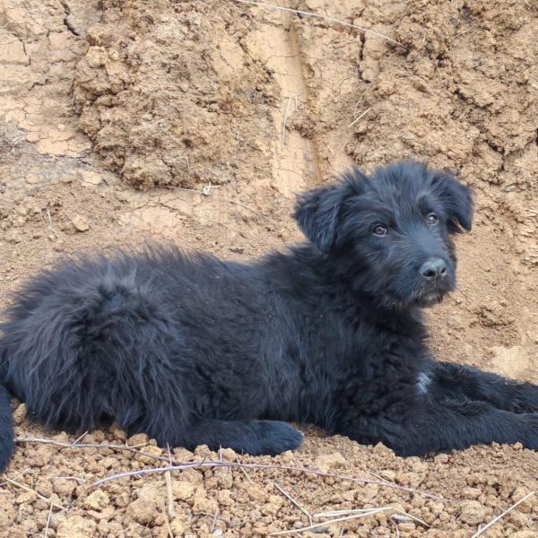 Fürsorglicher Blacky