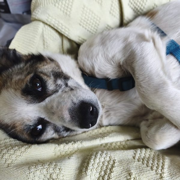 Kuschelprinz Tommy