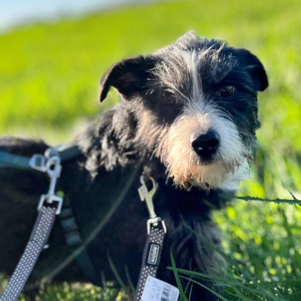 Charmanter Benji