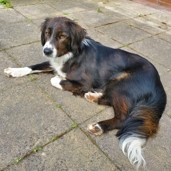 Familienhund Barney