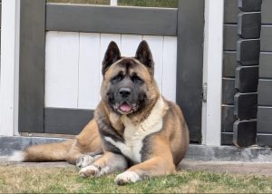 American Akita Jax