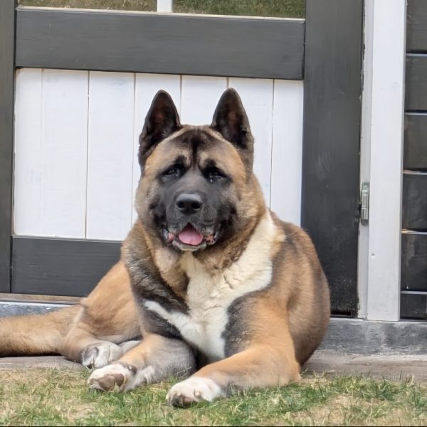 American Akita Jax
