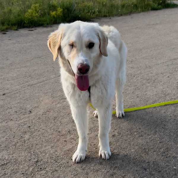 Ruhige Begleiterin Nala