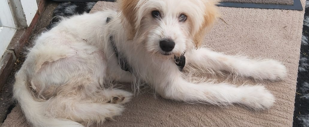 Goldiger Hund