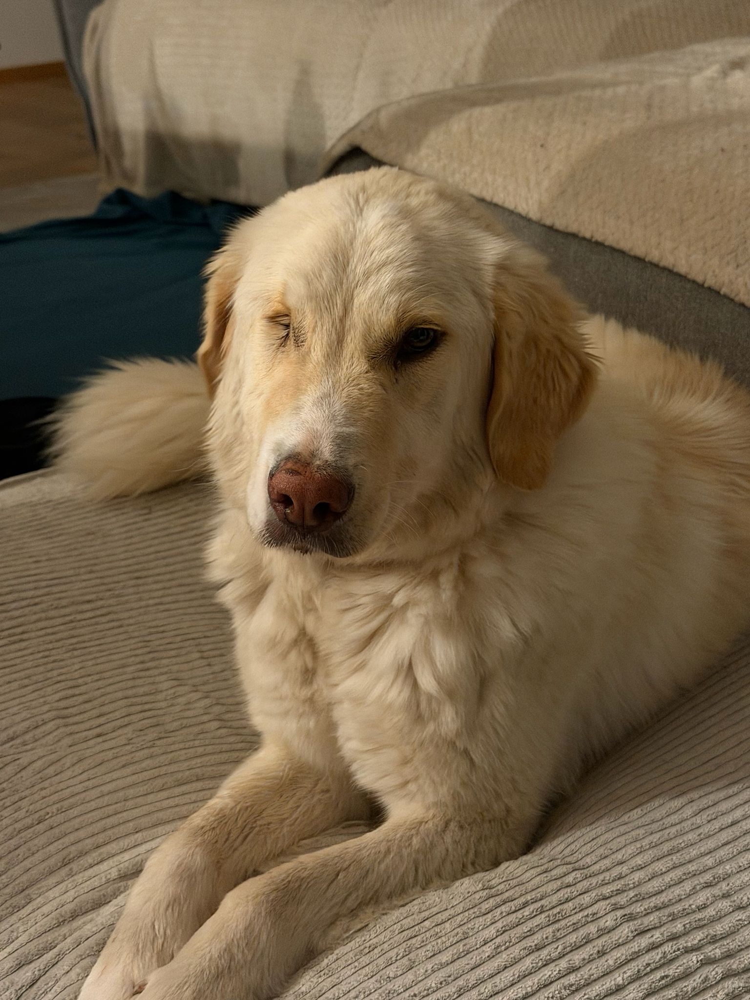 Ruhige Begleiterin Nala
