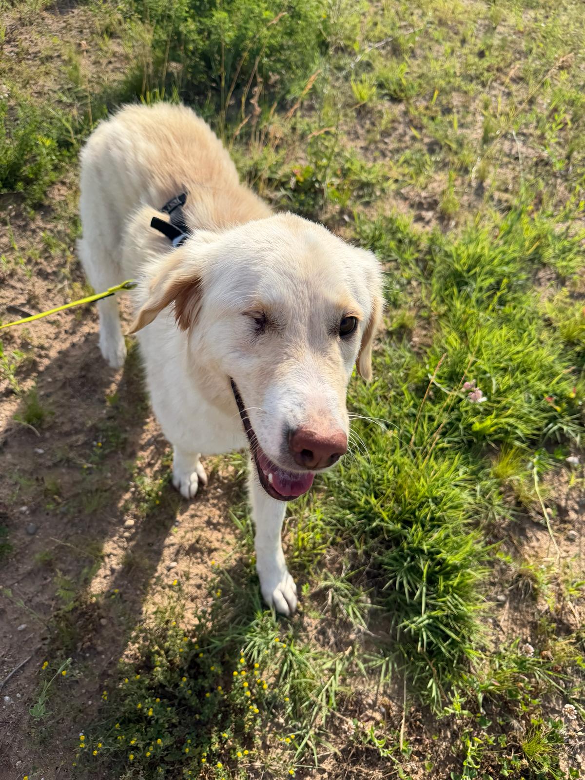 Ruhige Begleiterin Nala
