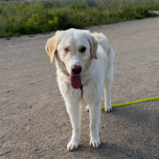 Ruhige Begleiterin Nala