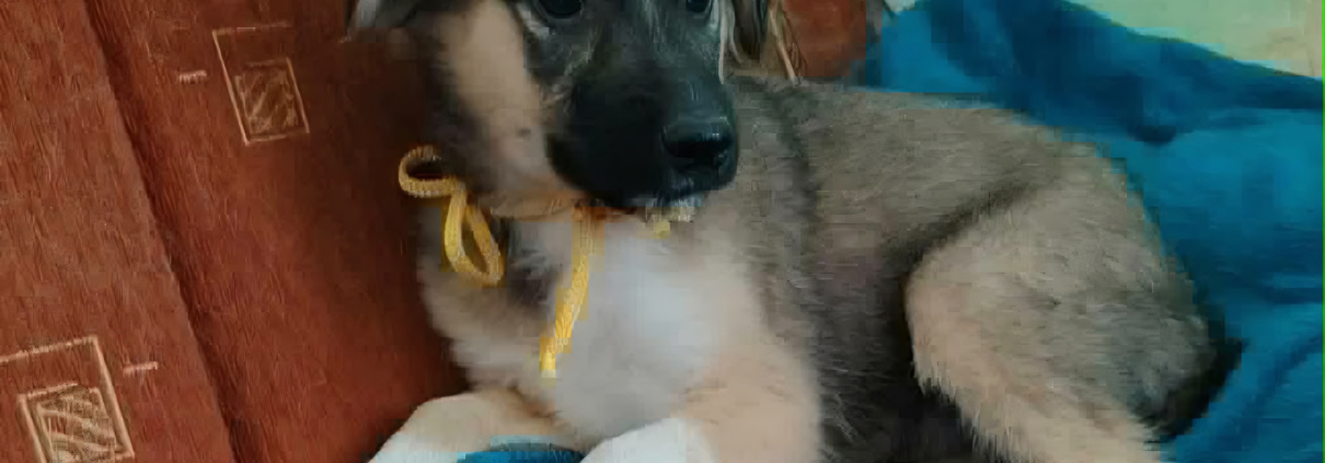 Cooper