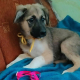 Cooper