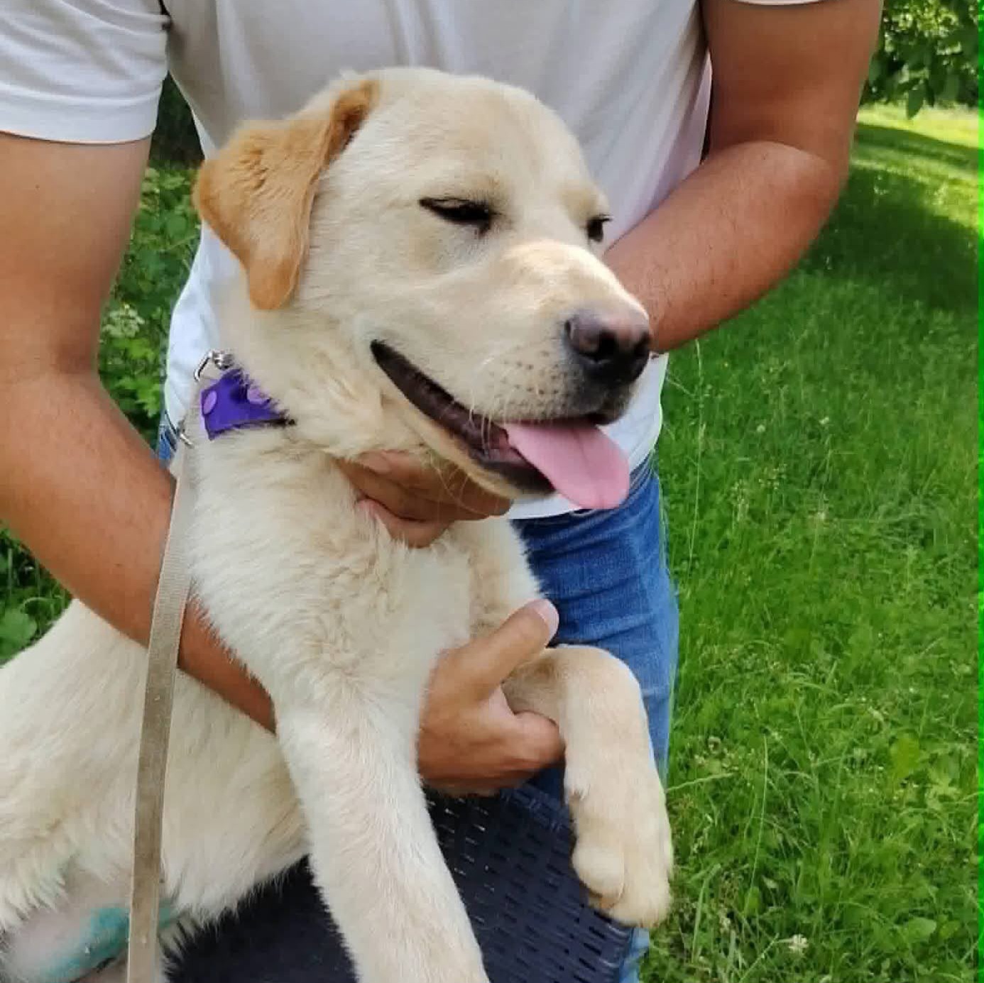 Bella Freundliche Labbi-Hündin Bella
