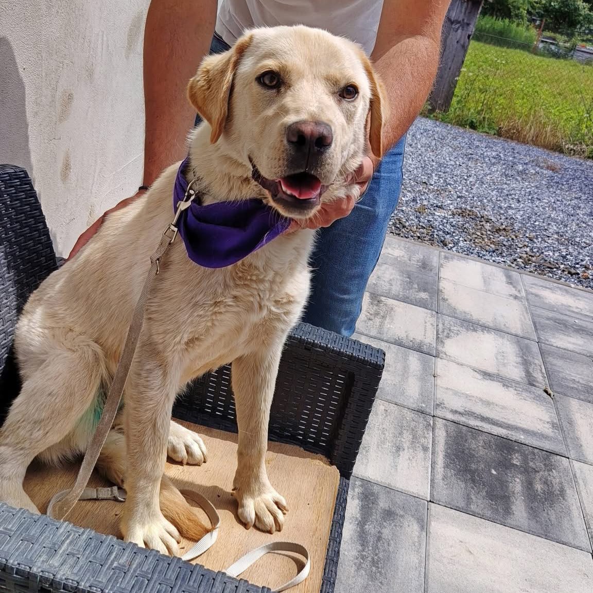 Bella Freundliche Labbi-Hündin Bella