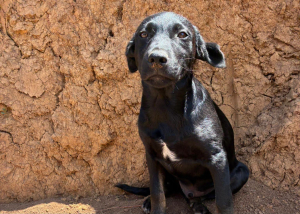 Blacky Abenteurer Blacky