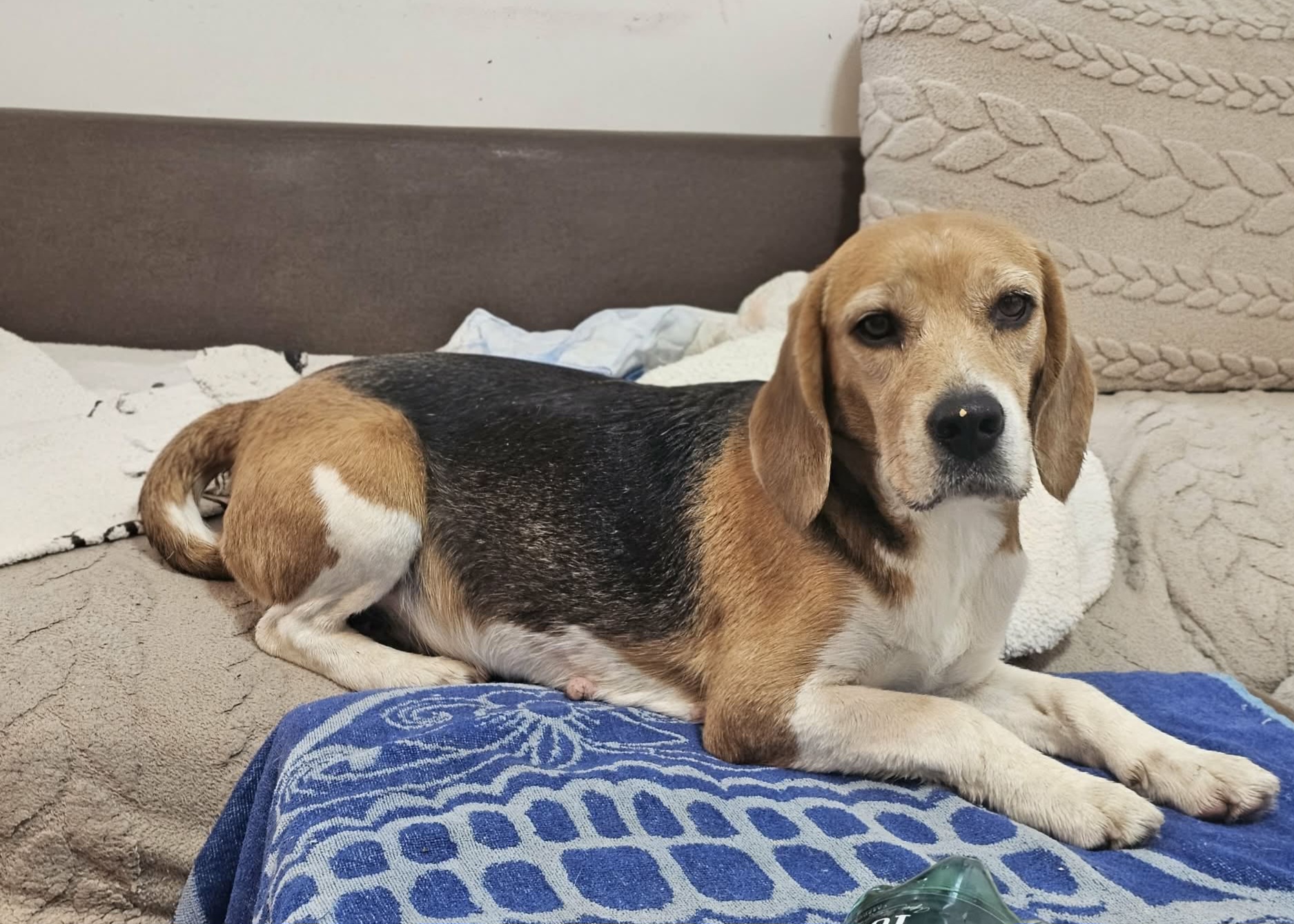 Freundliche Beagle-Mix Dame Lorelei