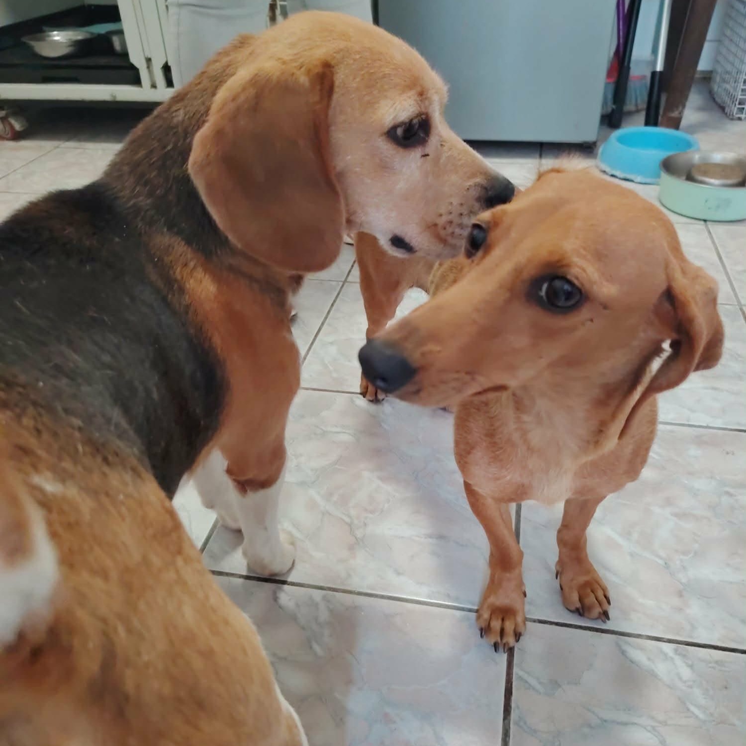 Freundliche Beagle-Mix Dame Lorelei