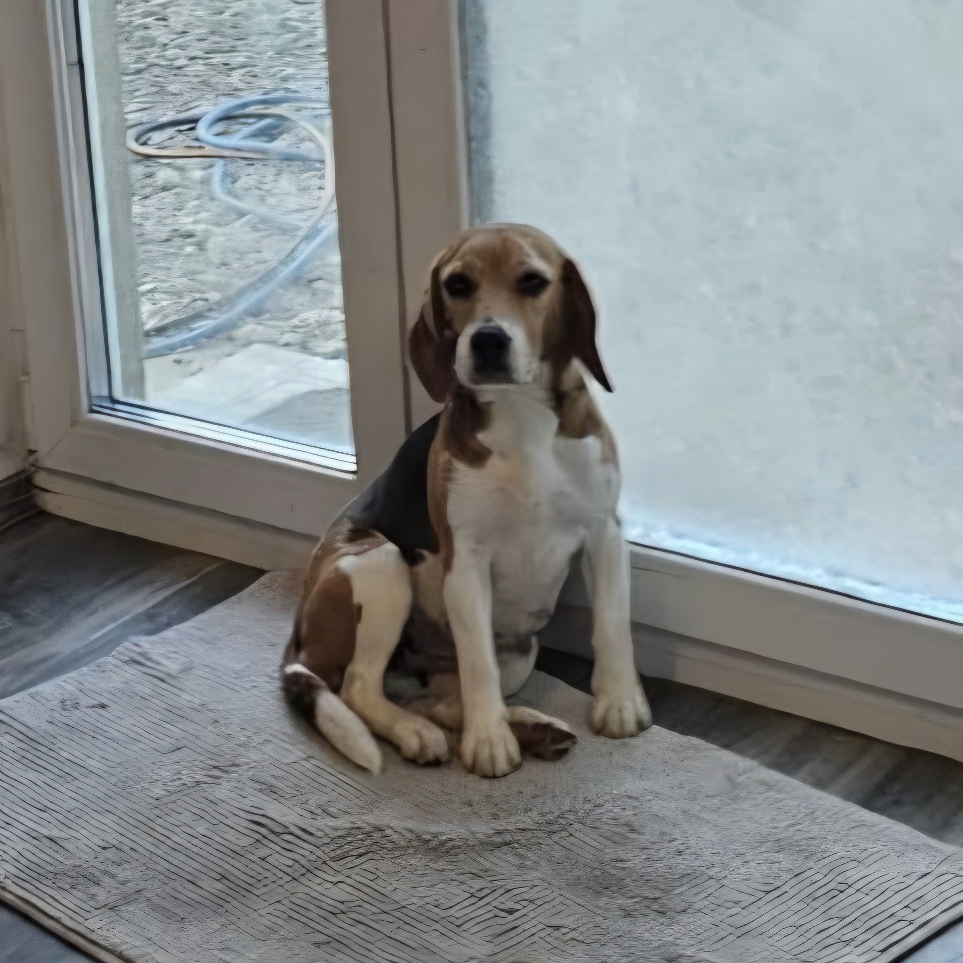 Freundliche Beagle-Mix Dame Lorelei