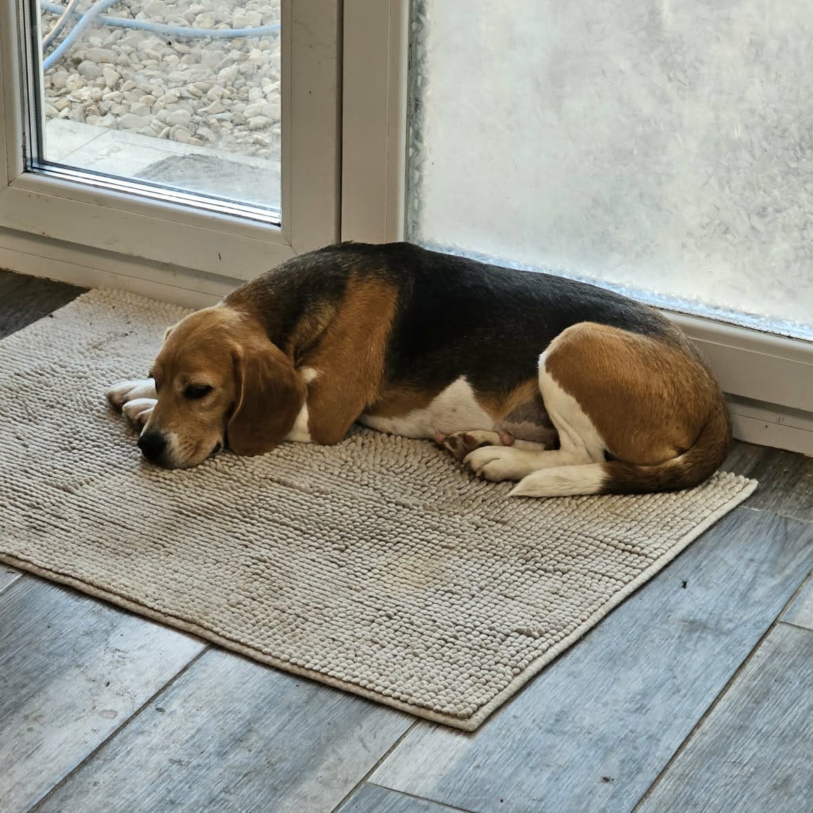 Freundliche Beagle-Mix Dame Lorelei