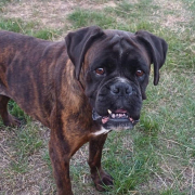 Boxer-Hündin Xenia