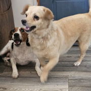 Verkuschelte Sandy