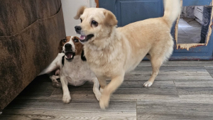 Verkuschelte Sandy