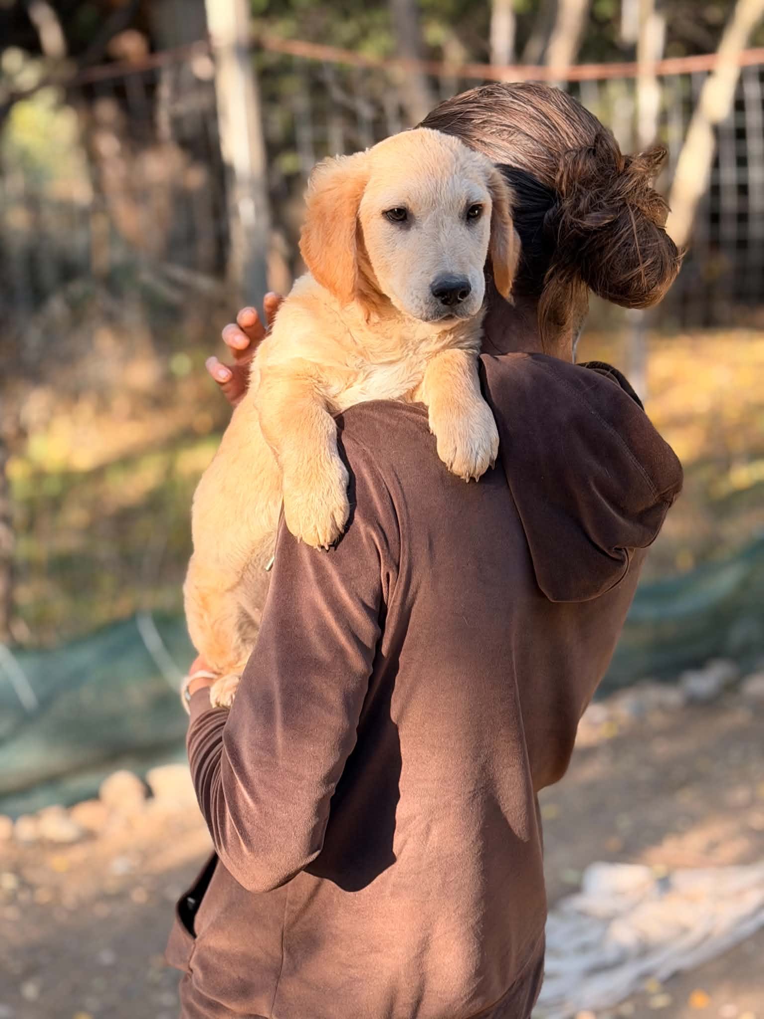 Simba Stattlicher Simba