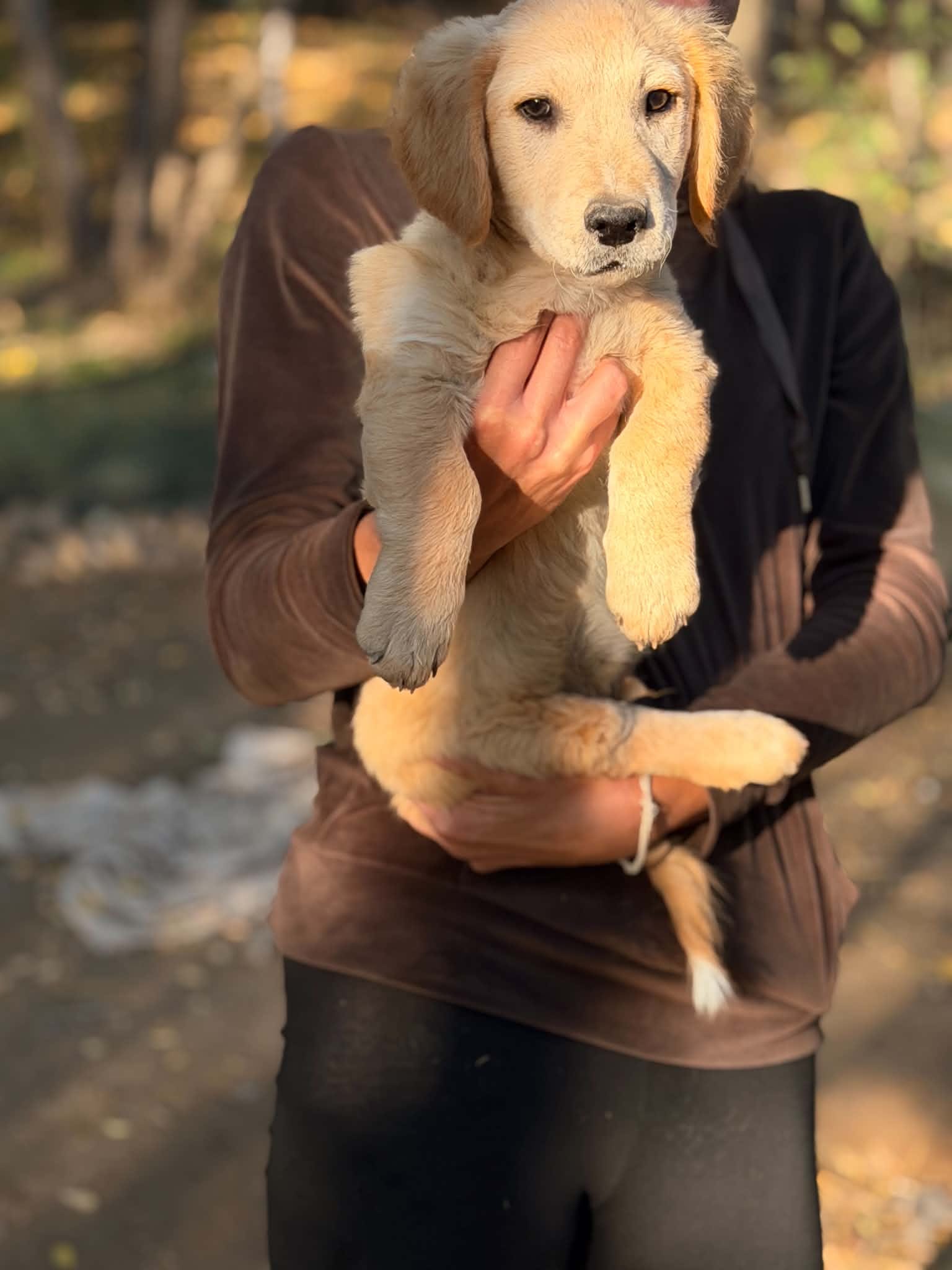 Simba Stattlicher Simba