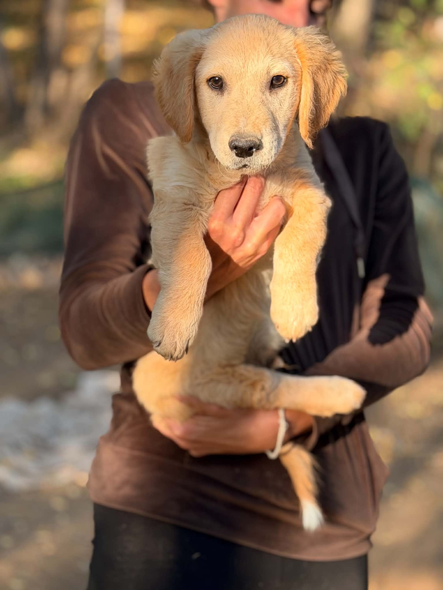 Simba Stattlicher Simba