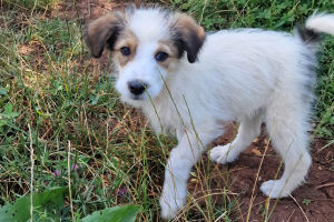 kleiner_Wuschi kleiner wuscheliger Hund