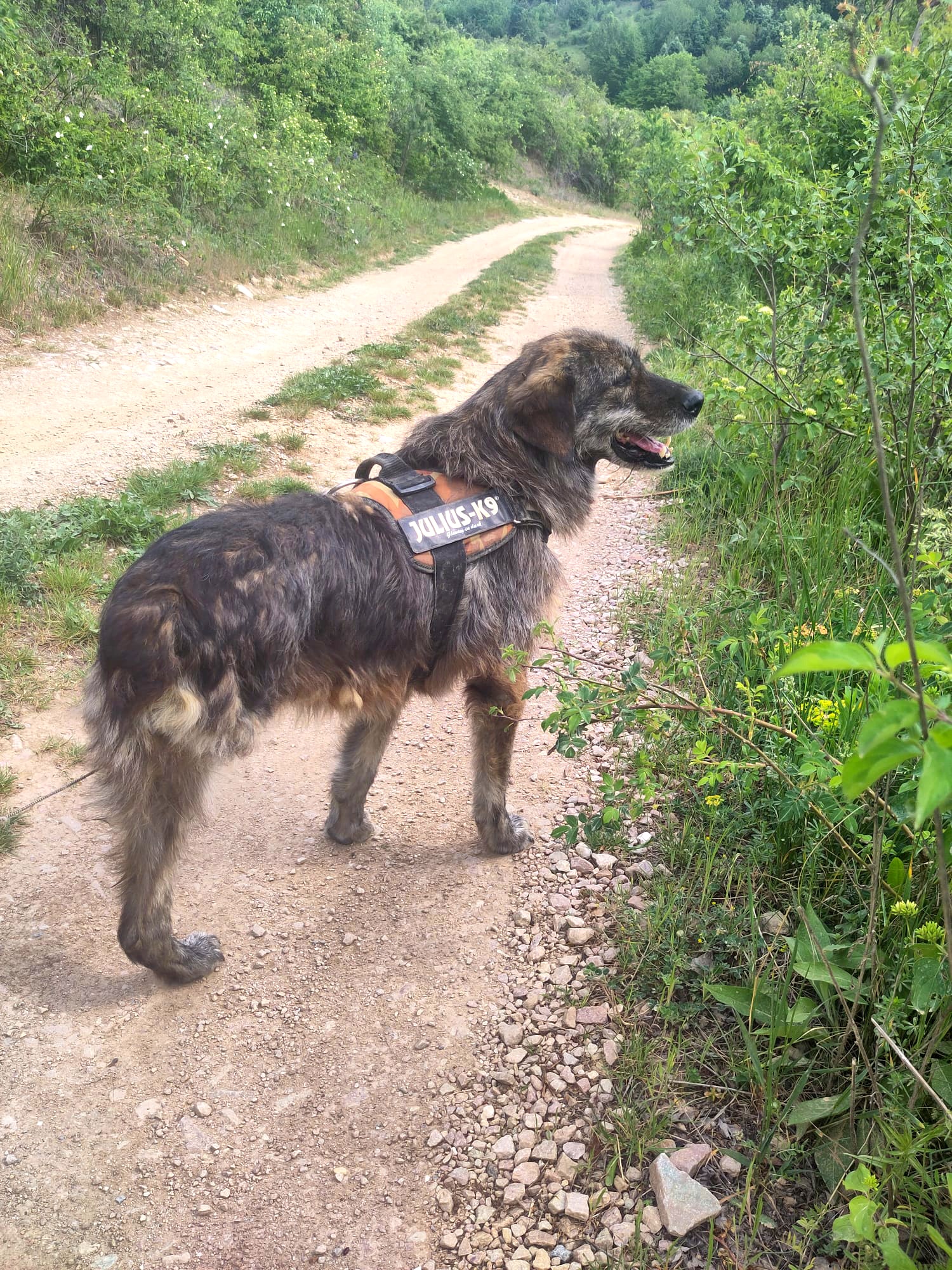 Bonnie Verschmuste Bonnie mit Handicap