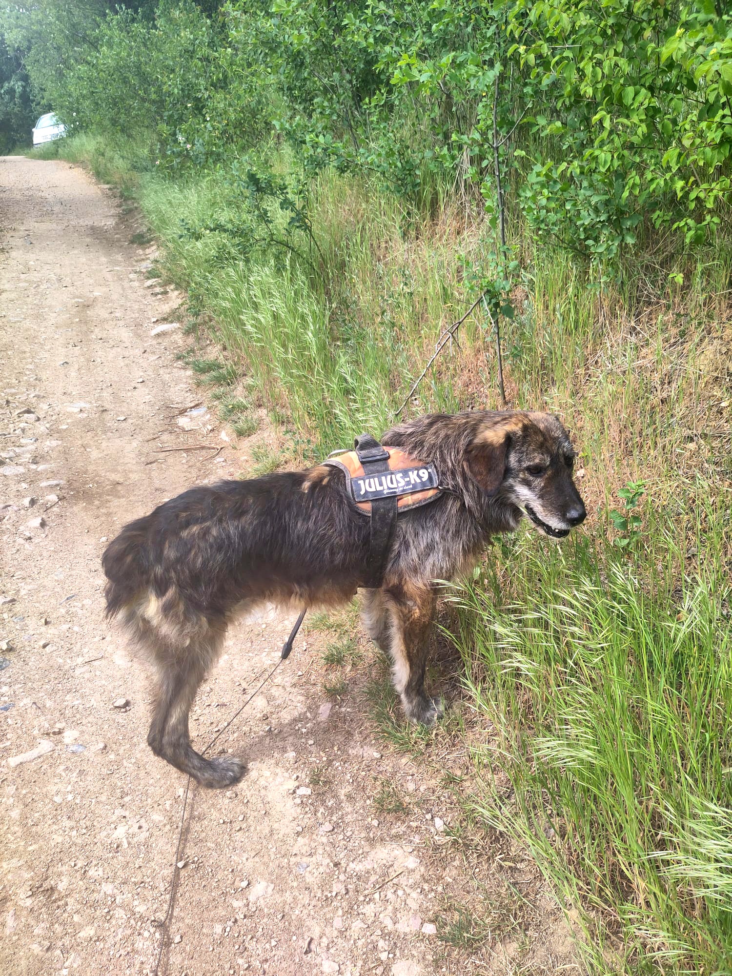 Bonnie Verschmuste Bonnie mit Handicap