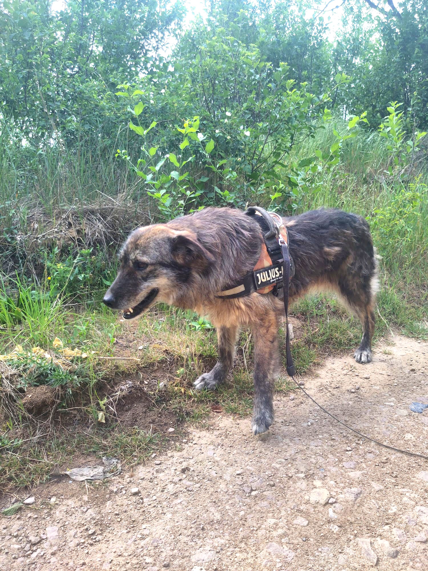Bonnie Verschmuste Bonnie mit Handicap
