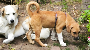 Goji Lebensfroher Goji