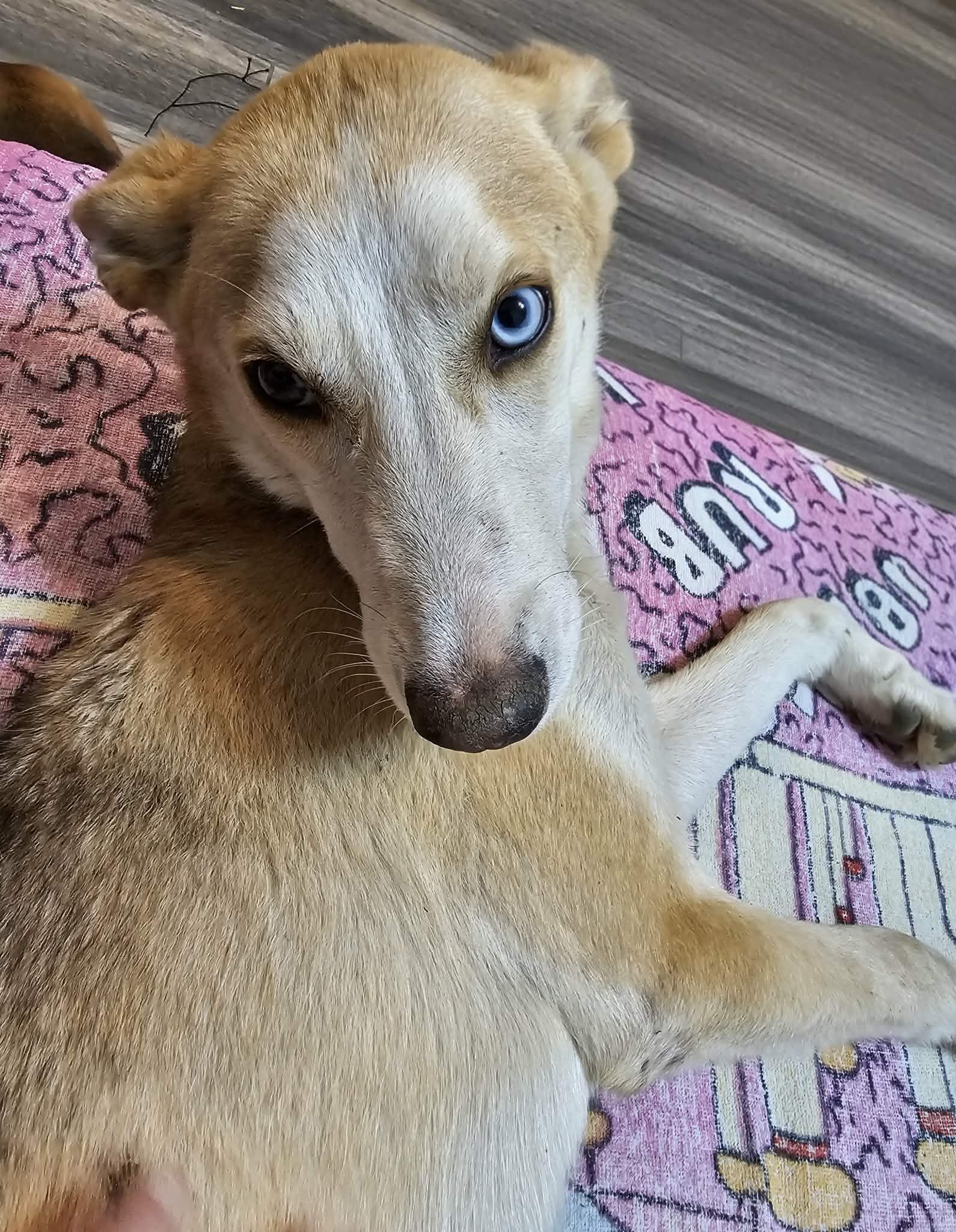 Husky-Mix-Dame Lisa