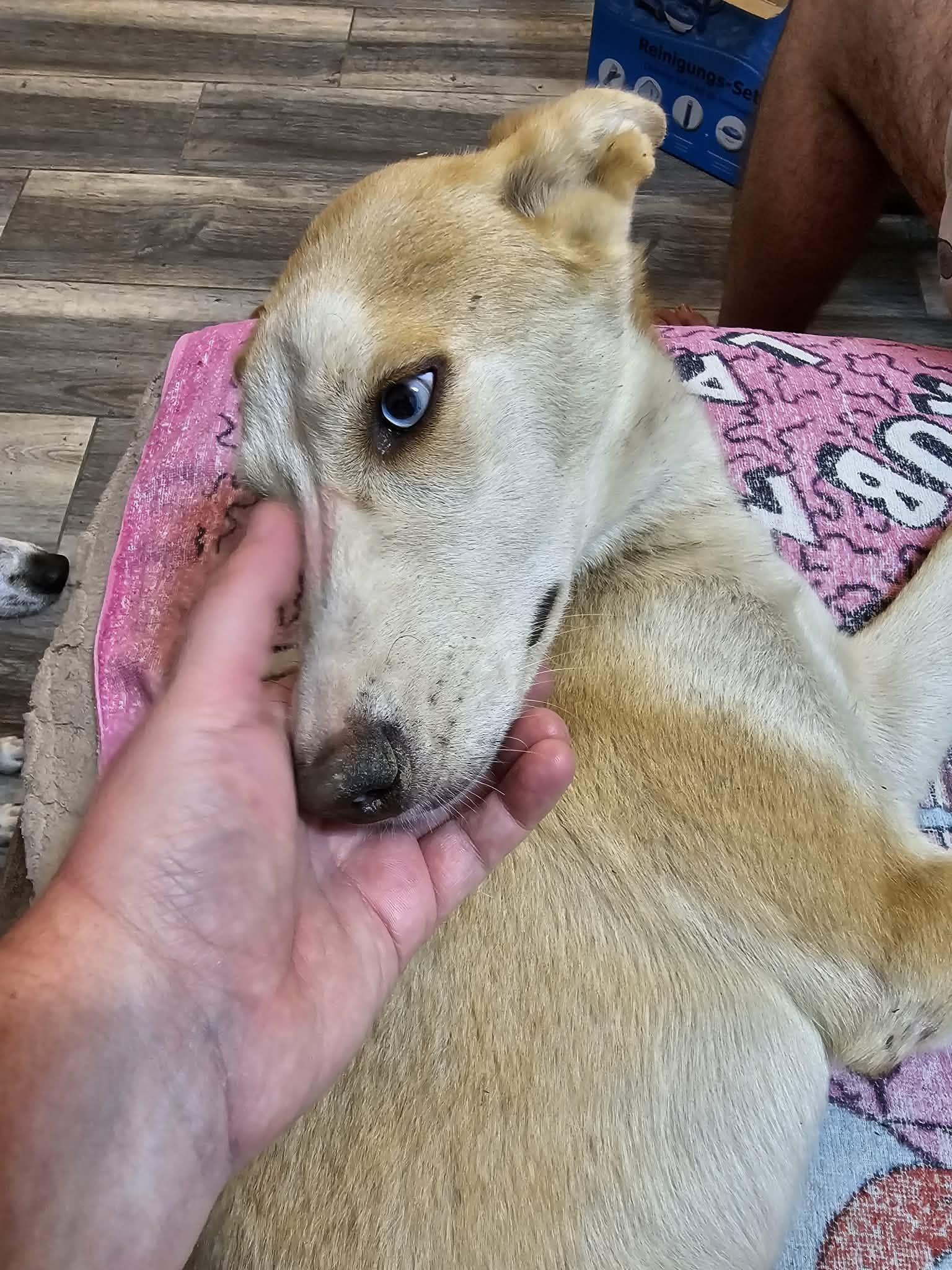 Husky-Mix-Dame Lisa