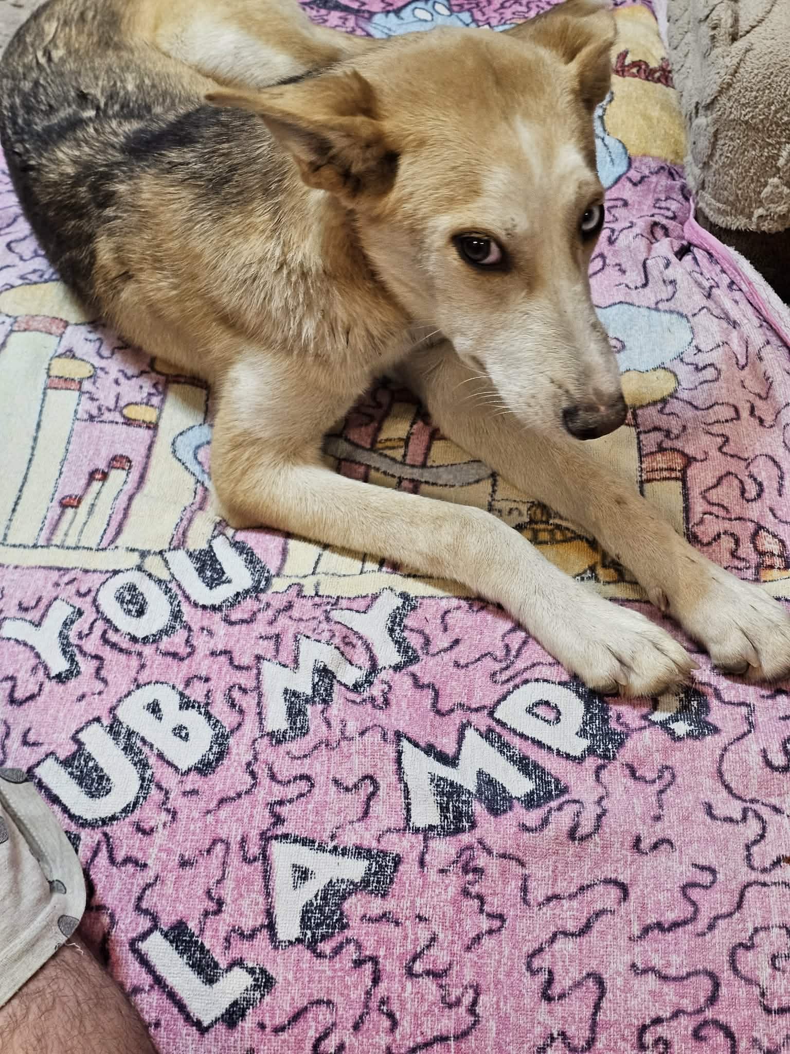 Husky-Mix-Dame Lisa