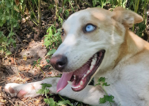 Husky-Mix-Dame Lisa