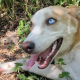 Husky-Mix-Dame Lisa