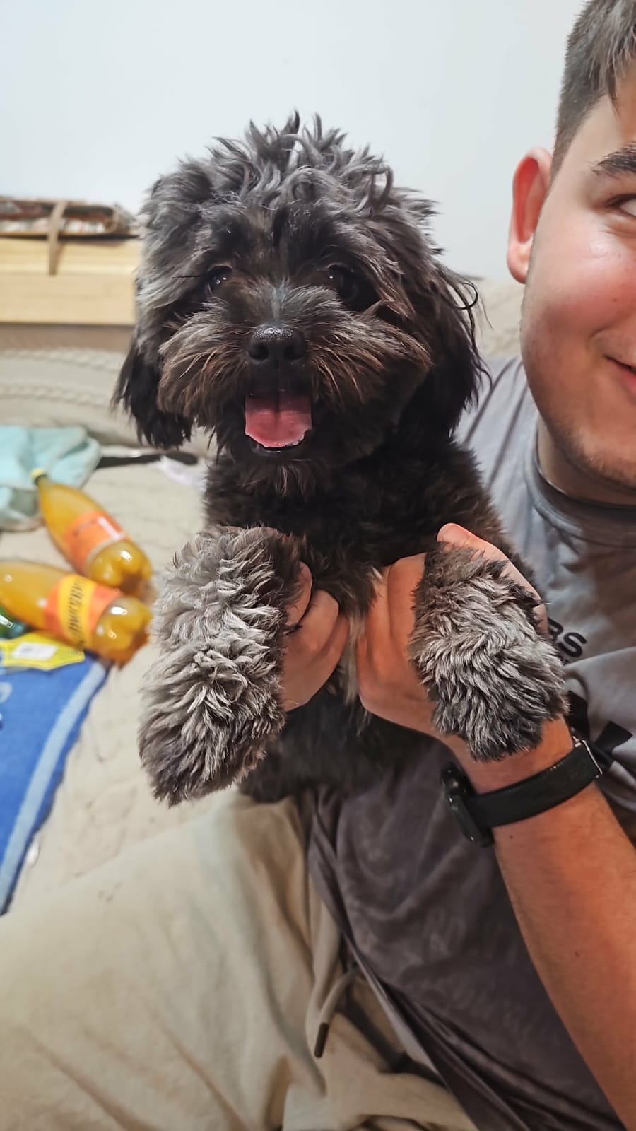Teddy Froher Bichon-Mix Teddy