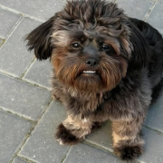 Froher Bichon-Mix Teddy
