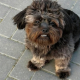 Froher Bichon-Mix Teddy