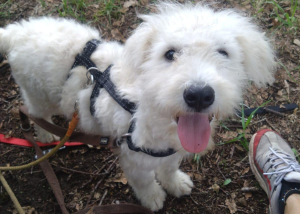 Aufgeweckter Floppy