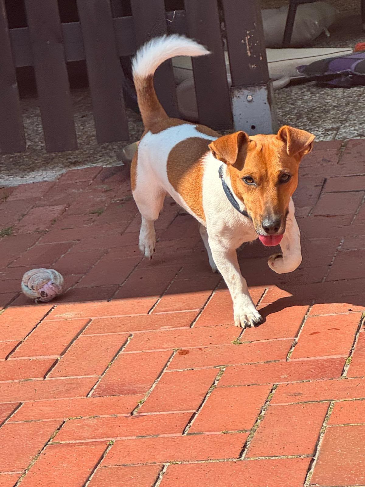 Aktiver Benji