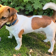 Aktiver Benji