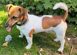 Aktiver Benji