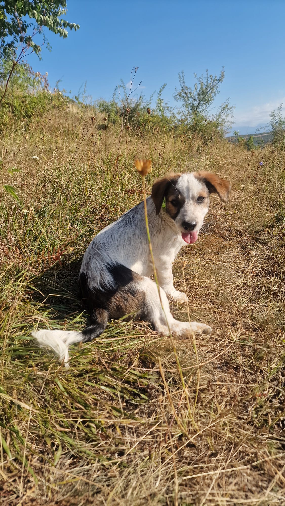 Daisy Sonnenscheinchen Daisy