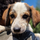 Sonnenscheinchen Daisy