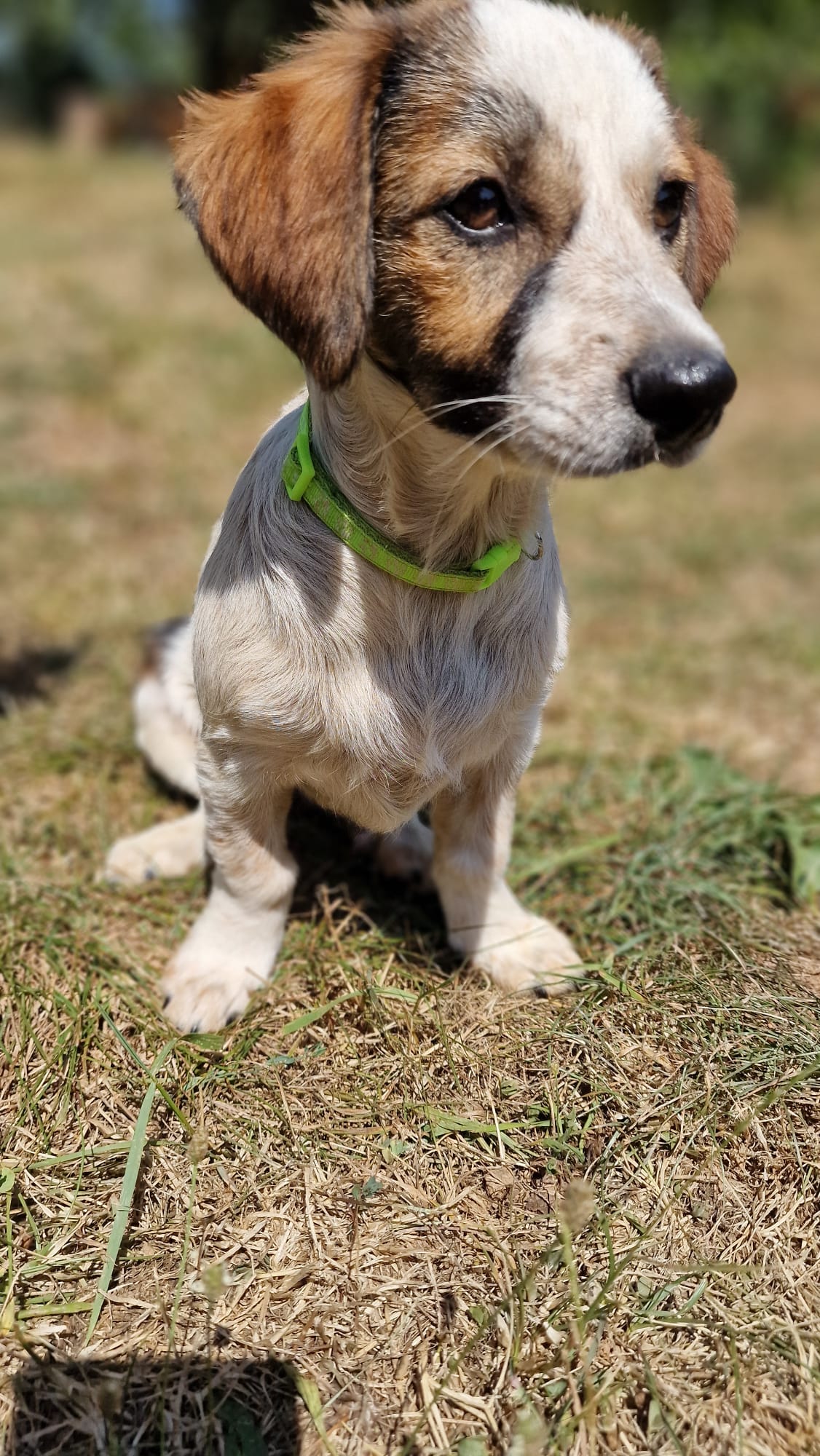 Daisy Sonnenscheinchen Daisy