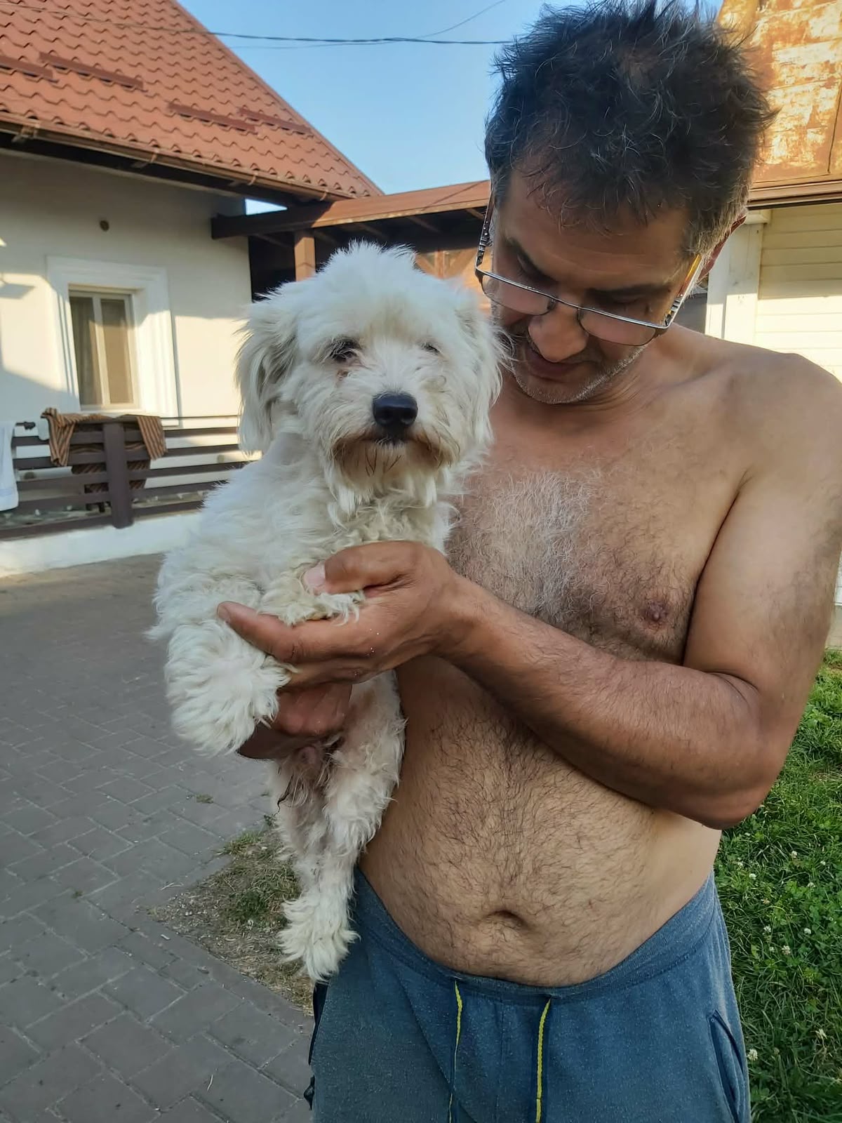 Archie Lieber Bichon-Mix Archie
